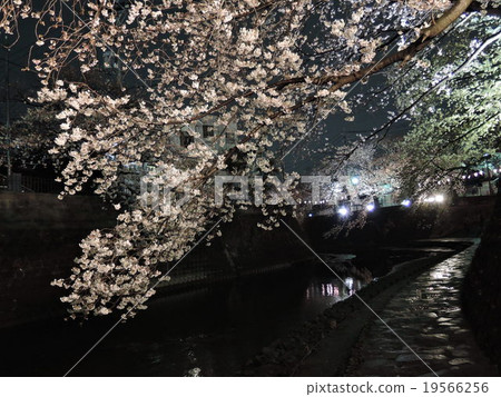 夜櫻桃樹03 夜櫻桃樹03 19566256