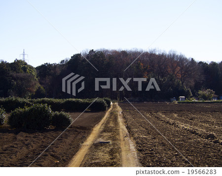 農場道路到森林 19566283