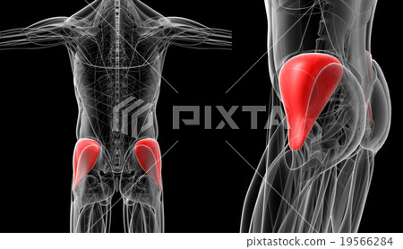 medical  illustration of the gluteus medius 19566284