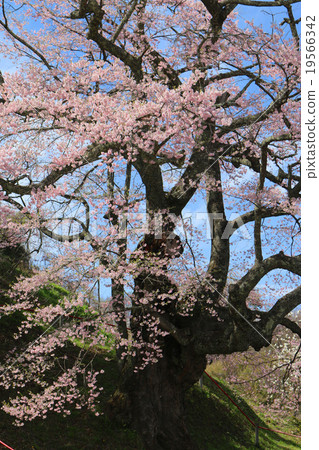 Zayaji Jizo cherry tree 19566342