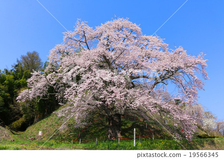 Zayaji Jizo cherry tree 19566345
