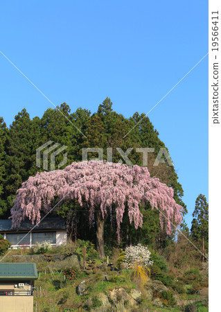 Red-weeping cherry tree in Nakamori Red-weeping cherry tree in Nakamori 19566411