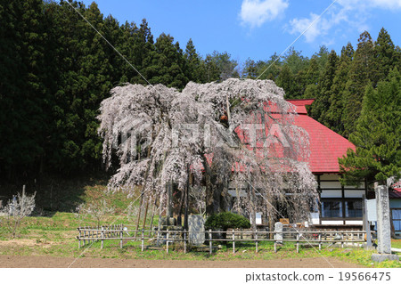艾肯基的櫻花 19566475