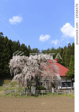 艾肯基的櫻花 艾肯基的櫻花 19566476