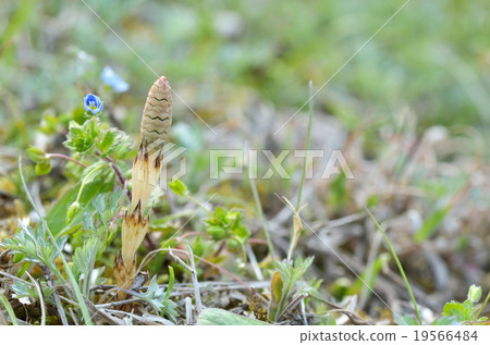 Tsukushi Hisashi複製空間 Tsukushi Hisashi複製空間 19566484