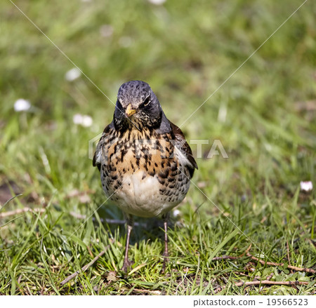 Small bird on grass Small bird on grass 19566523