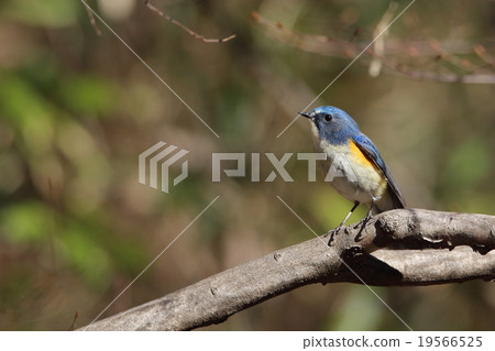 Ruribitaki Ruribitaki 19566525