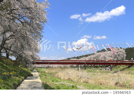 Natsuigawa河的Senbonzakura Natsuigawa河的Senbonzakura 19566563