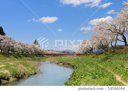 Natsuigawa河的Senbonzakura 19566564