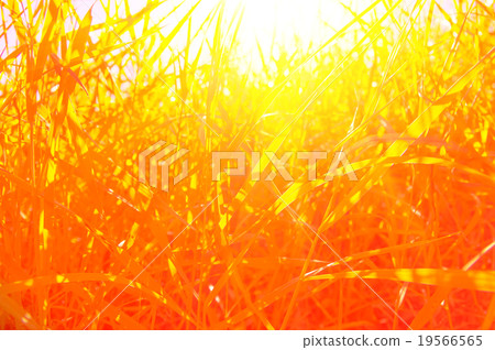 beautiful green grass 19566565