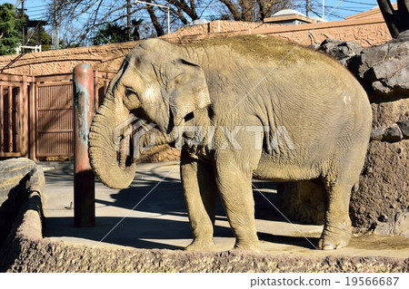 Asian elephant 19566687