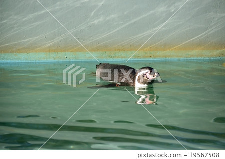 Humboldt Penguin 19567508