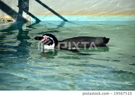 Humboldt Penguin 19567510