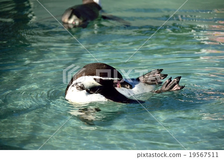 Humboldt Penguin 19567511