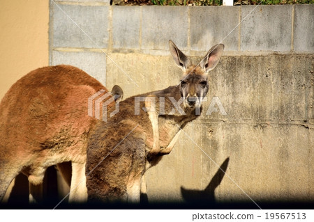 Red kangaroo 19567513