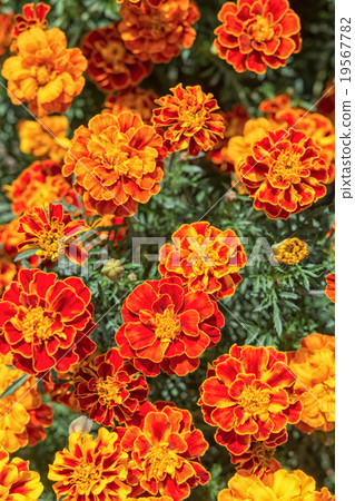Yellow and orange marigold flowers in the garden 19567782