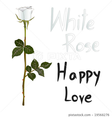 White Rose Meaning isolated on White Background 19568276