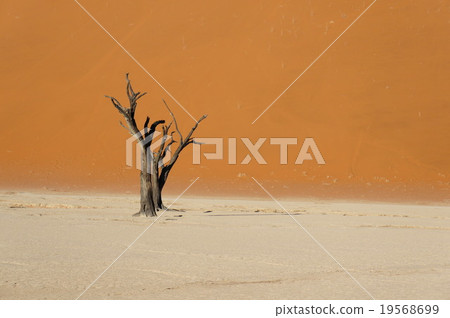 納米布沙漠 19568699