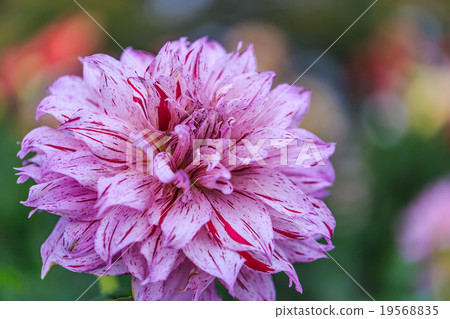 Dahlia Dahlia 19568835