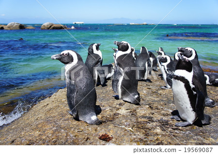 南非企鵝 19569087