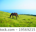 Cape Toii Horse 19569215