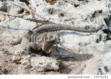 Cuban rock iguana (Cyclura nubile). 19570261