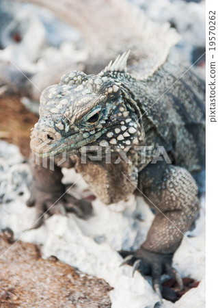 Cuban rock iguana (Cyclura nubile). 19570262
