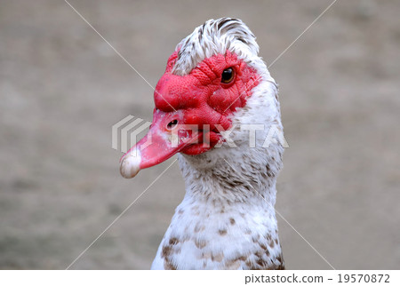 Muscovy Duck' Head 19570872