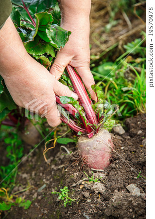 Hand dragging young beetroot 19570978