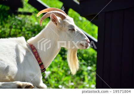 Goat Goat 19571804