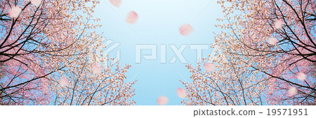 Sakura Spring Sakura Spring 19571951