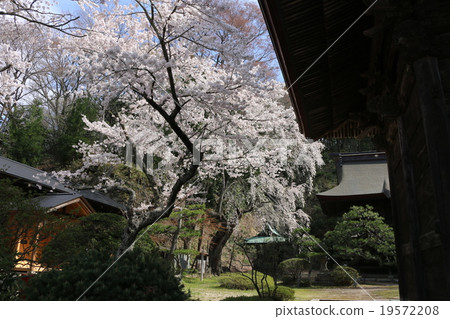 Tamura Omoto shrine cherry tree Tamura Omoto shrine cherry tree 19572208