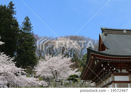 Cherry blossoms at Nogashiji 19572467