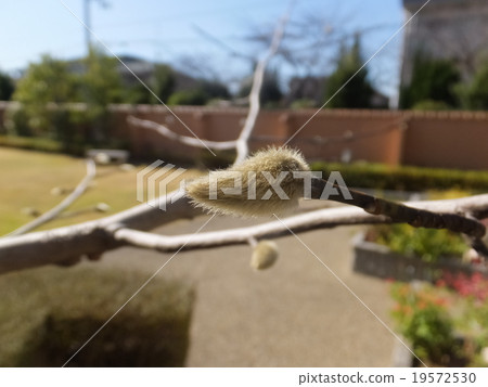 Kobushi sprout 19572530