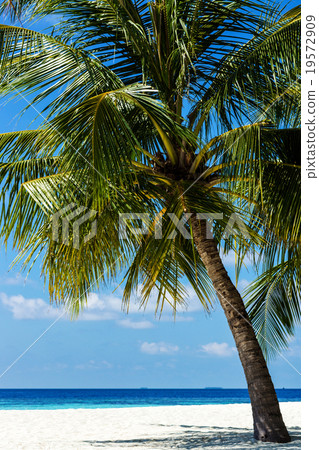 馬爾代夫 馬爾代夫 19572909