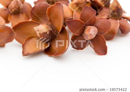 Tyria Star（用於藥草茶）：Tilia Star 19573422