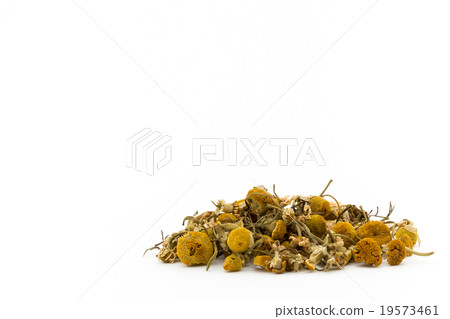 洋甘菊：洋甘菊 19573461