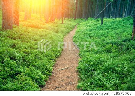Path among bushes of blueberries in the forest 19573703