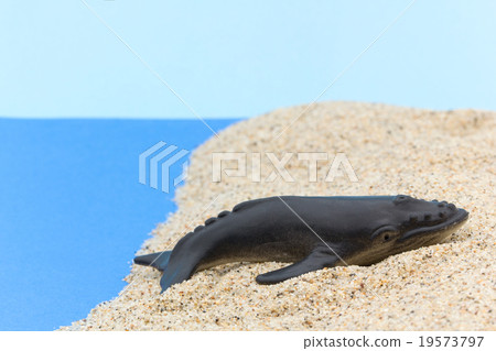Humpback whales launched to the beach: Beached Humpback Whale 19573797