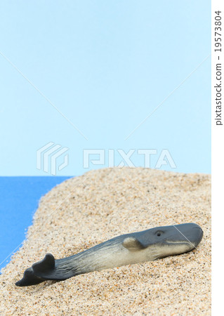 地面鯨魚:擱淺的抹香鯨 地面鯨魚:擱淺的抹香鯨 19573804