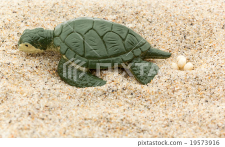 Sea turtle spawning eggs: Sea Turtle laying eggs Sea turtle spawning eggs: Sea Turtle laying eggs 19573916