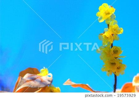 Wax plum flowers and blue sky Wax plum flowers and blue sky 19573929