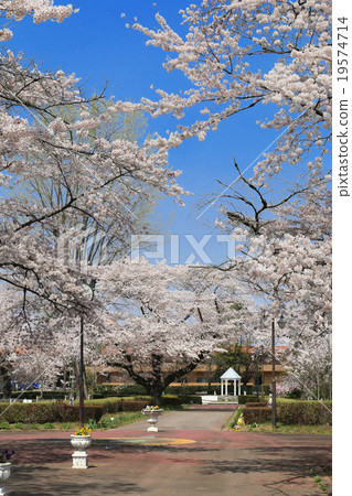 Cherry blossoms at Iwase ranch Cherry blossoms at Iwase ranch 19574714