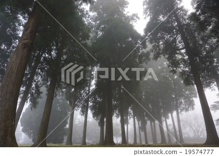 Fog forest 19574777