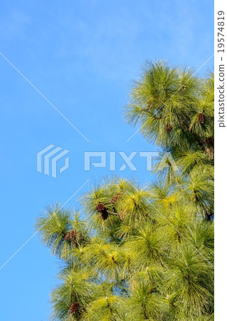 Ryosui Show Great Great Pine 19574819