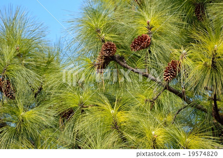 Ryosui Show Great Great Pine 19574820