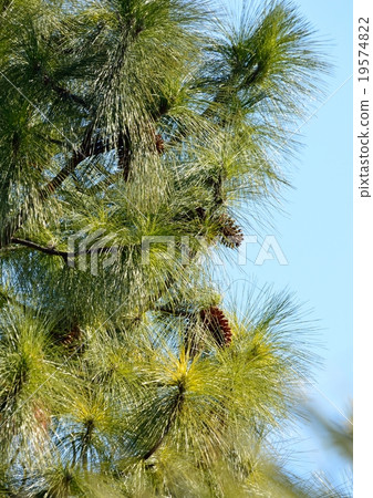 Ryosui Show Great Great Pine 19574822