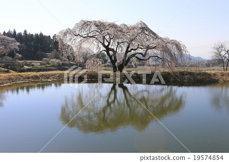 花園Hanazono Sakura 19574854