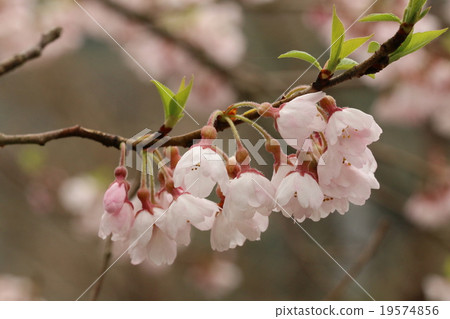 櫻桃樹 櫻桃樹 19574856