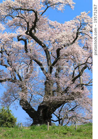 Salt cherry blossoms 19575267